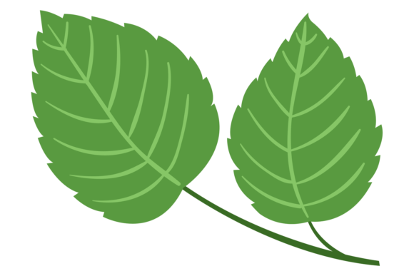 Green Leaves Branch. Garden Plant Decora: A Guide to Choosing and Using Decorative Plant Elements Effectively